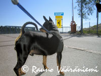 Luka Santahaminan sillan pieless�