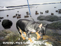 Luka k�vi katsomassa sorsia merenrannalla