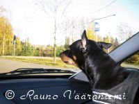 Luka toimii kartturina autossa