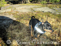 K��pi�pinseri Luka kirmaa innoissaan helmikuisilla kallioilla