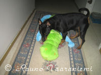 K��pi�pinseri Luka p�hitt�� hirmuisen vaarallisen krokotiilin