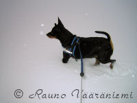 K��pi�pinseri Luka ihmettelee y�n aikana satanutta lunta