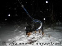 K��pi�pinseri Luka tutkii hajuj�lki� lumisateessa