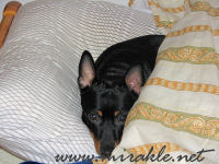 Luka joulukalenterin kimpussa