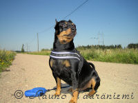 Luka paistattelee p�iv�� soratiell�