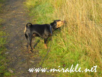 Luka haistelee syksy�