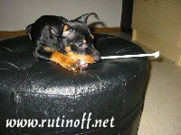 Luka harjaa hampaita