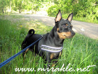 Luka kes�aamuna heinikossa