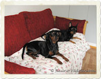 K��pi�pinserit Luka ja Kris makoilevat uuden kodin ty�huoneen sohvalla