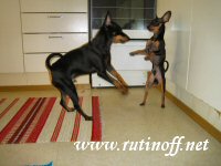 Kaverukset Luka ja Kimi