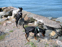 K��pi�pinserit Luka ja Kris haistelevat meren tuulia