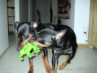 K��pi�pinserit Luka ja Kris taistelevat Krisin syntt�rilahjasta