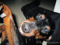 K��pi�pinseri Kris mukkelis makkelis