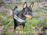 Luka katselee p��si�isen� Vill�hteen peltoja