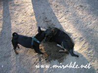 Luka ja Jappe koirapuistossa