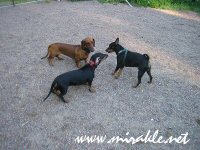 Luka ja m�yr�koiratyt�t