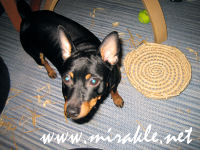 Luka ja rottinkikori