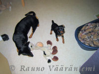 K��pi�pinserit Luka ja Kris tekev�t tuttavuutta