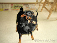 K��pi�pinserit Kris ja Luka kisailevat kotosalla