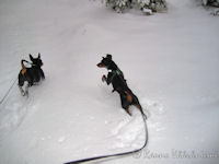 K��pi�pinserit Luka ja Kris kirmailevat tammikuisella hangella