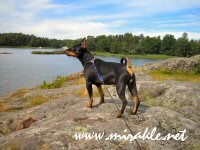 Luka haistelee syksy� rannalla