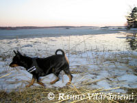 Luka tutkii kirmailee maaliskuisella rannalla