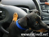 Luka Picasson ratissa