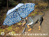 K��pi�pinseri Luka sateenvarjon alla