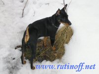 Luka haistelee kev�tt�
