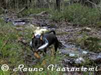 K��pi�pinseri Luka haistelee puron varressa hajuja tammikuussa 2008
